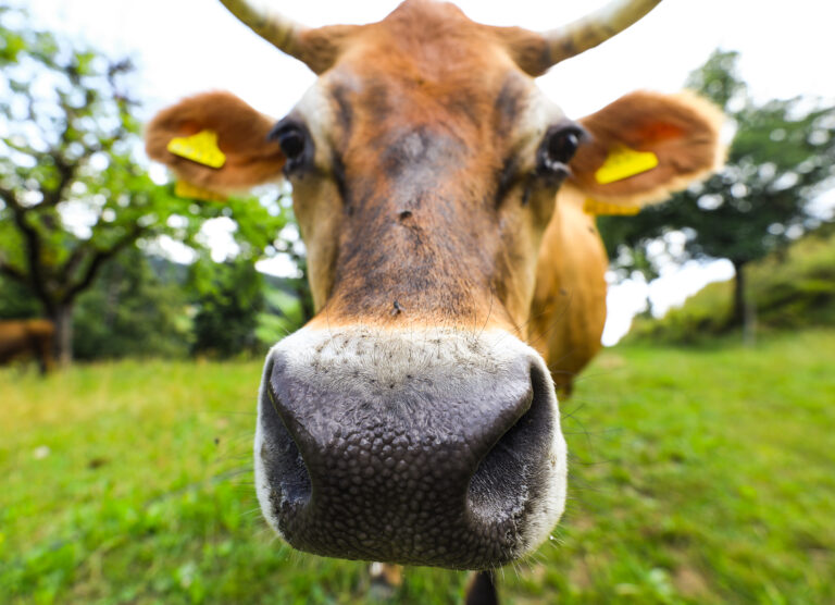 Beliebiger Betrag Abo