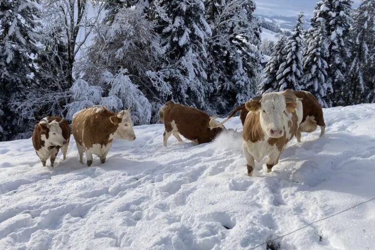 CHF 100 Teilpatenschaft pro Monat