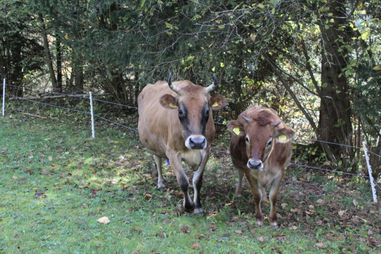 CHF 250 Voll Patenschaft pro Monat