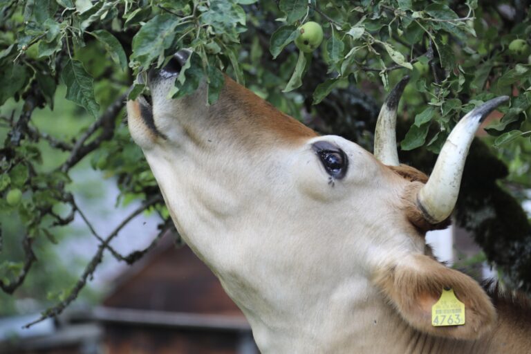 CHF 50 Teilpatenschaft pro Monat